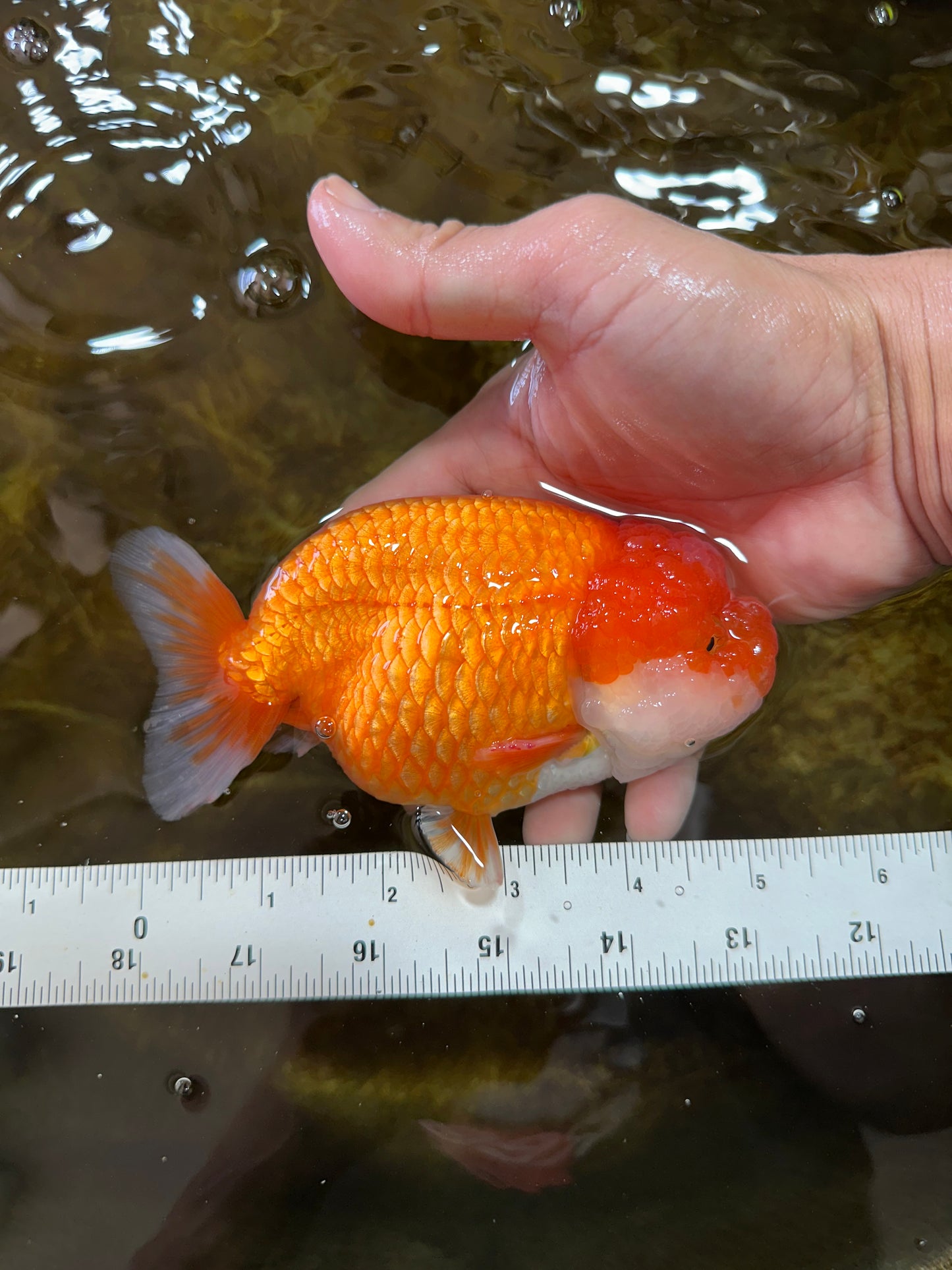 CHUBBY Red White Lionchu Female 5 inches #091225LC_04