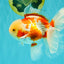 CHICKIE A Grade Red White Oranda Male 5.5 inches #101626OR_08