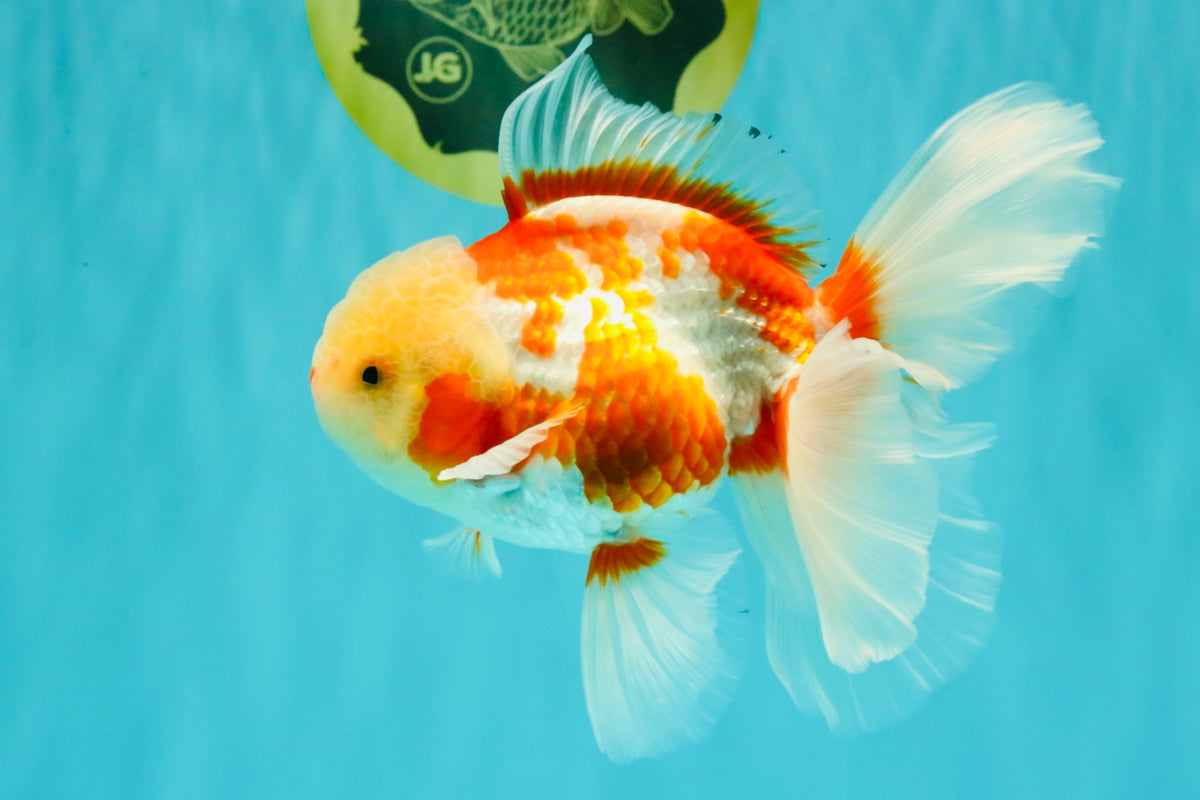 CHICKIE A Grade Red White Oranda Male 5.5 inches #101626OR_08
