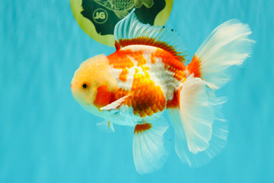 CHICKIE A Grade Red White Oranda Male 5.5 inches #101626OR_08