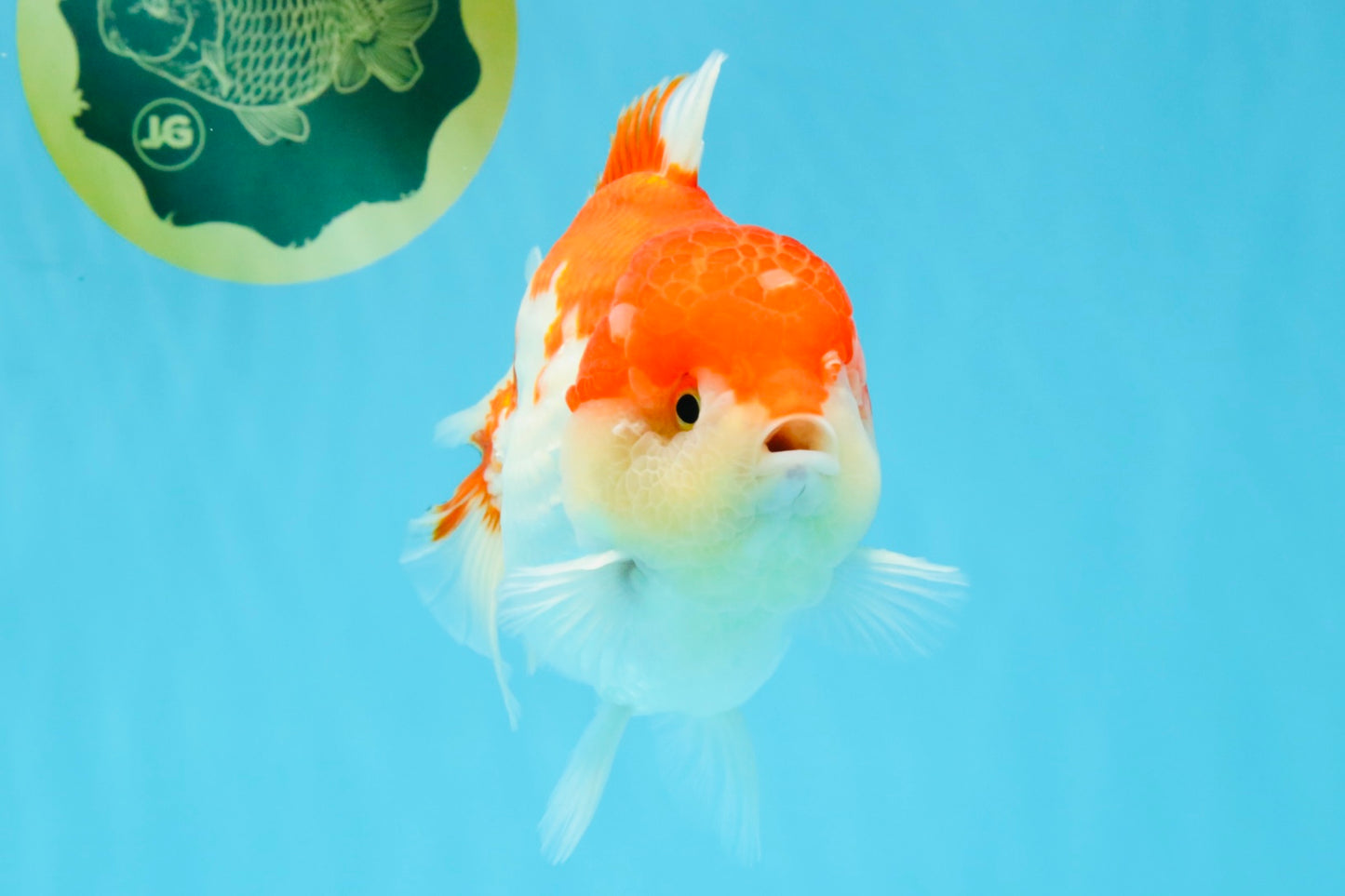 LITTLE BAO AAA Grade Red White Yuanbao Male 5.5 inches #032726YB_04