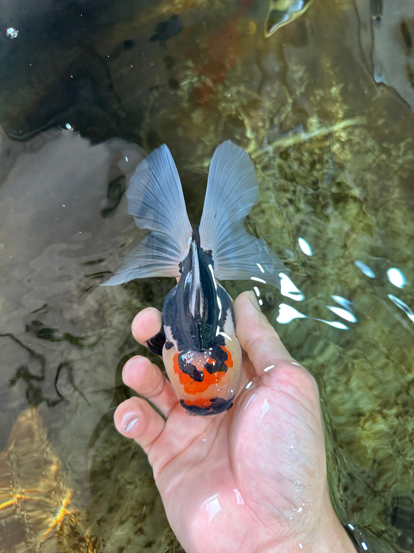 A Grade Tricolor Oranda Female 5 inches #080125OR_32