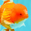 CHUNKY A Grade Cherry Blossom Red White Oranda Male 5.5 inches #061926OR_25