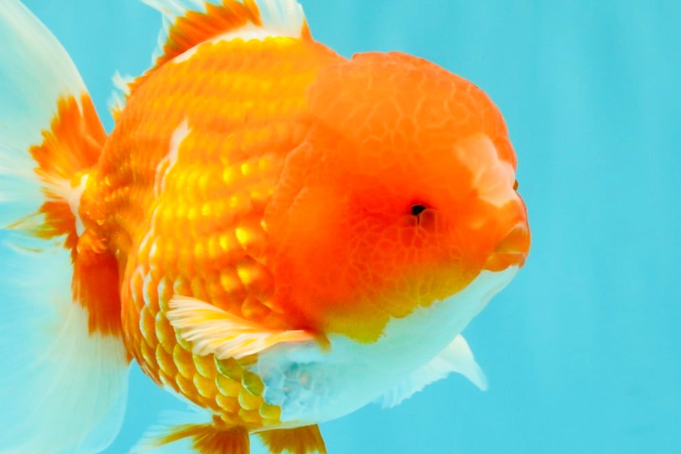 CHUNKY A Grade Cherry Blossom Red White Oranda Male 5.5 inches #061926OR_25