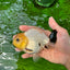 A Grade Lemonhead Button Eyes Yuanbao Male 4.5 inches #0913YB_25