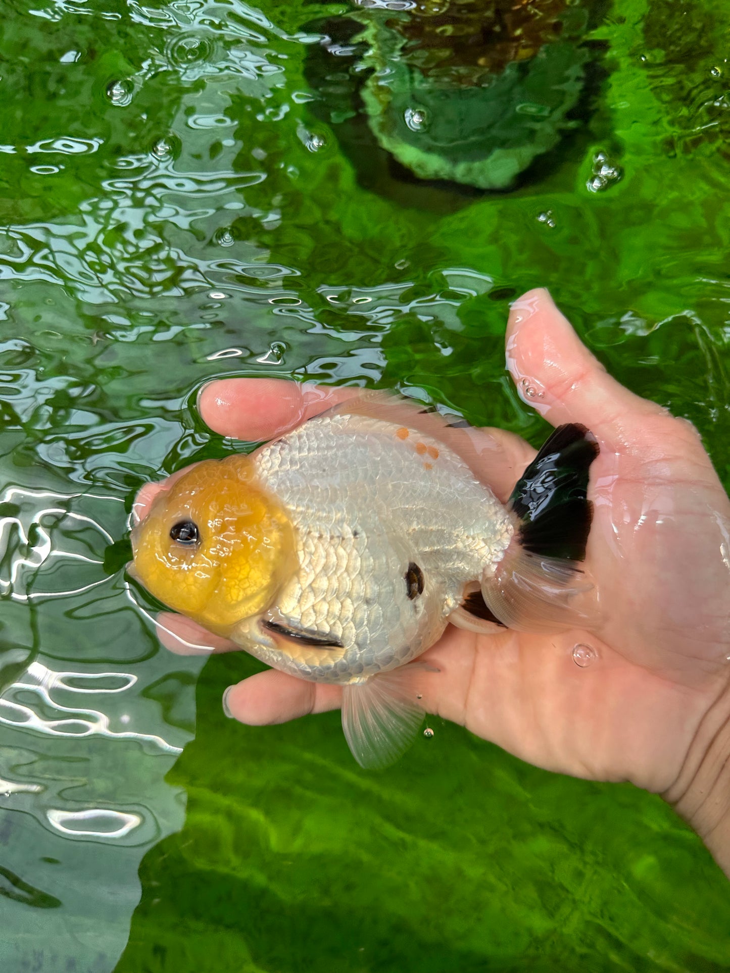 A Grade Lemonhead Button Eyes Yuanbao Male 4.5 inches #0913YB_25