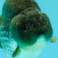 AAA Grade Black Blue Ranchu Female 6 inches #102326RC_01