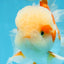SUPER CUTE AAA Grade Red White Oranda Male 6 inches #082225OR_08