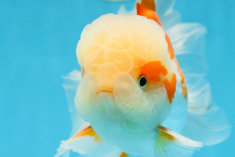 SUPER CUTE AAA Grade Red White Oranda Male 6 inches #082225OR_08