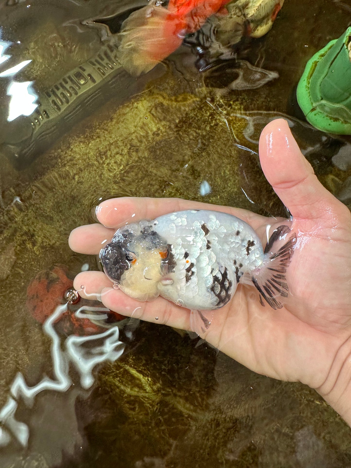 SPECIAL YIN-YANG AAA Grade Cow LionQueen 4 inches #081525LC_03