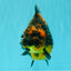 AAA Grade Jumbo Tiger Yuanbao Male 6.5 inches #062626YB_06