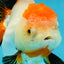 A Grade Tancho Tricolor Oranda Female 5-5.5 inches #050925OR_34