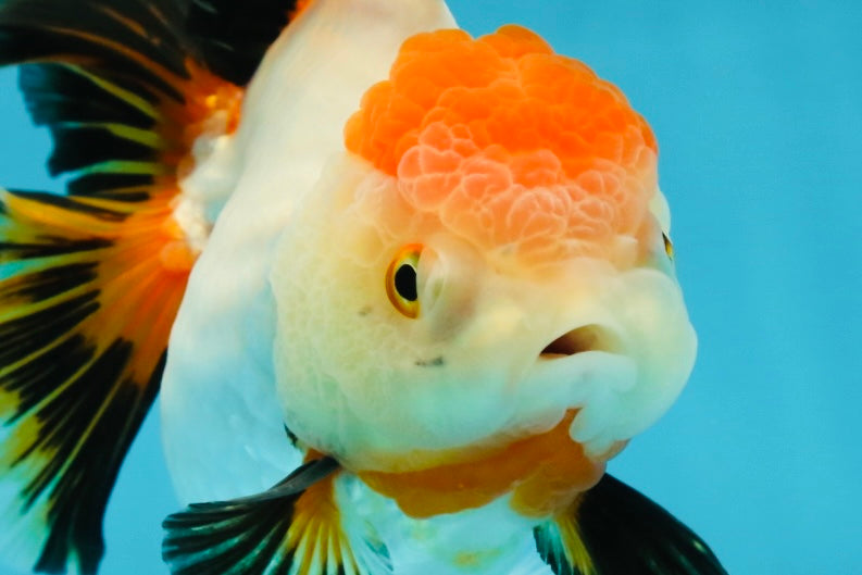 A Grade Tancho Tricolor Oranda Female 5-5.5 inches #050925OR_34