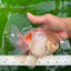 Sakura Oranda macho de color naranja y blanco de grado AAA de 6 pulgadas n.° 0920OR_18