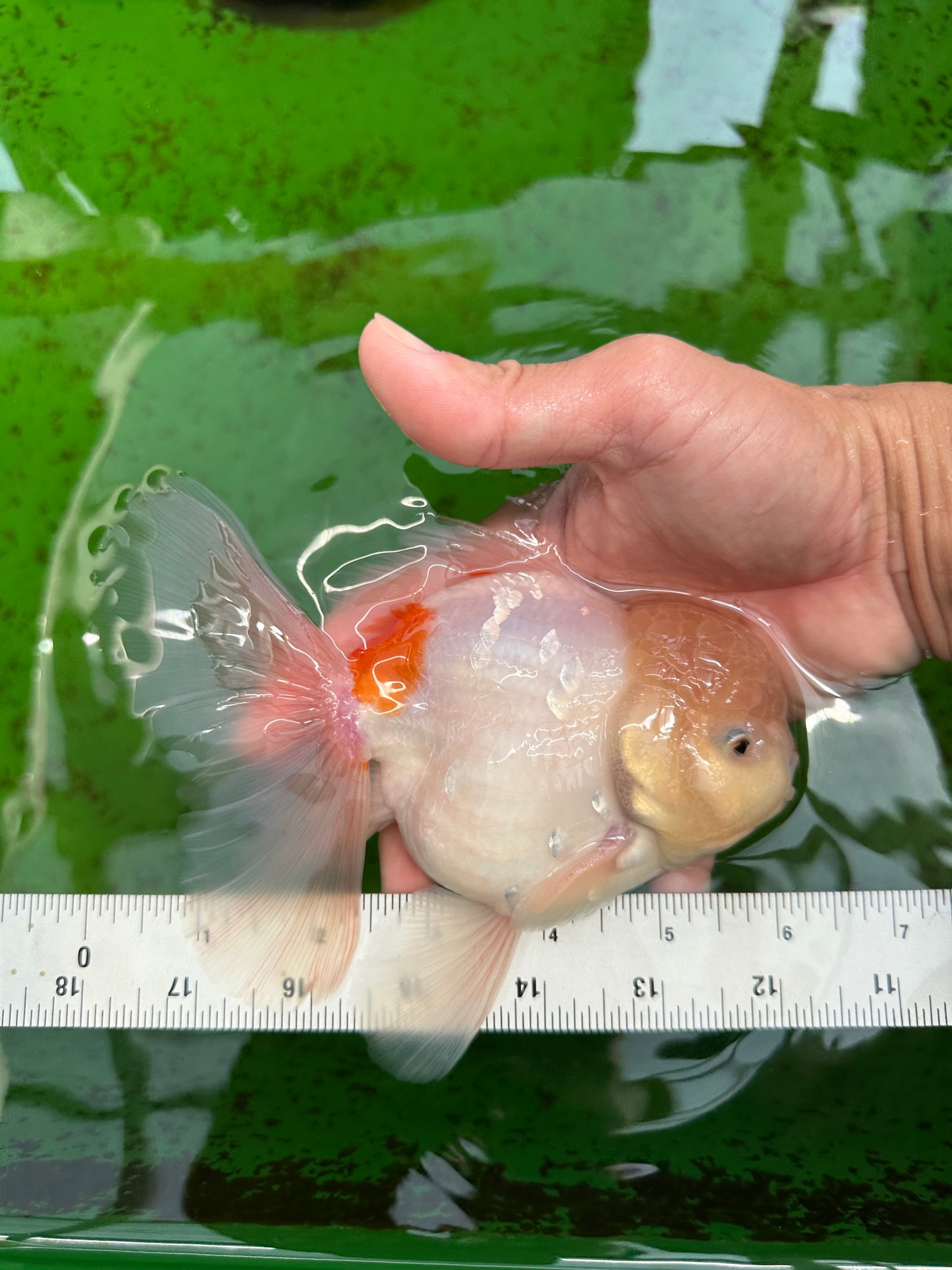 AAA Grade Orange White Sakura Oranda Male 6 inches #0920OR_18