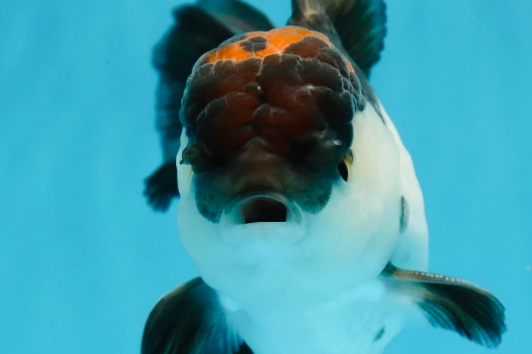 A Grade Tricolor Oranda Male 5-5.5 inches #010325OR_12