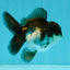 Panda Oranda Male 3-3.5 inches #1004OR_32