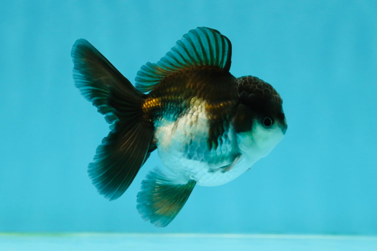 Panda Oranda Male 3-3.5 inches #1004OR_32