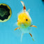 A Grade Butterfly White Orange Oranda Female 5.5 inches #062725OR_23