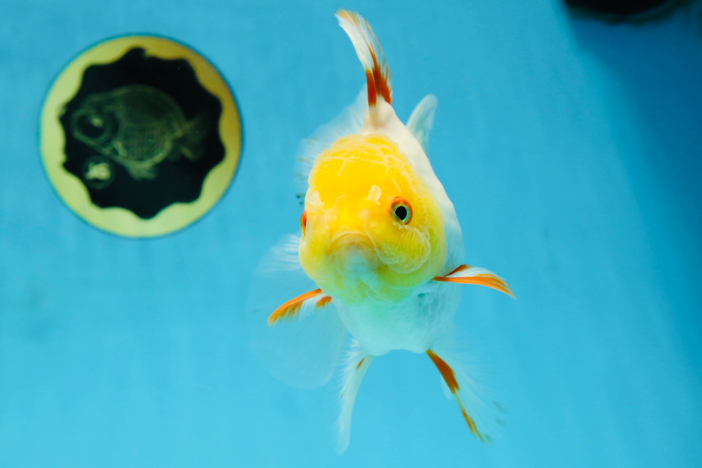 A Grade Butterfly White Orange Oranda Female 5.5 inches #062725OR_23