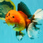 CHARLIE AAA Grade Apache Oranda Female 6.5 inches #091826OR_01