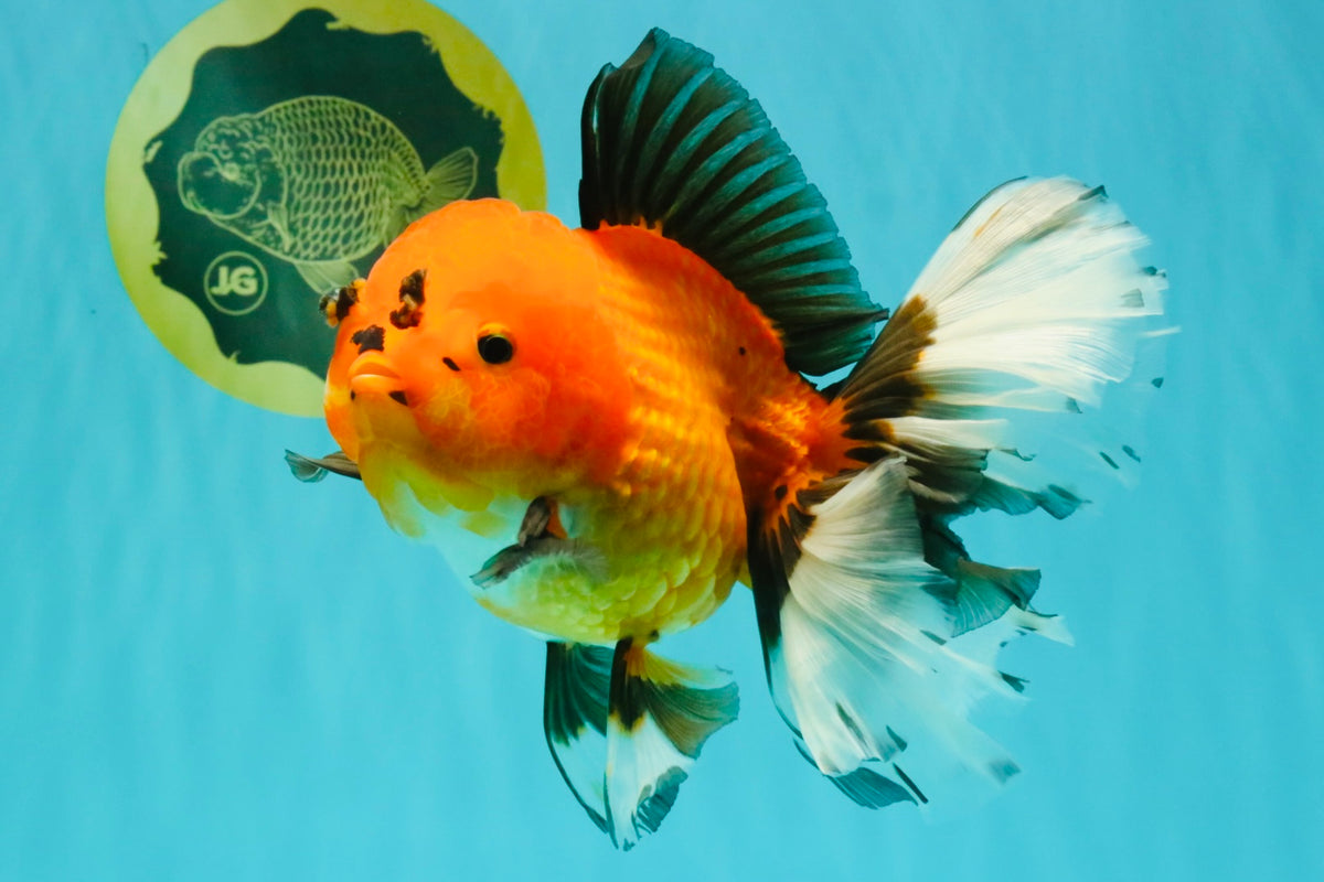 CHARLIE AAA Grade Apache Oranda Female 6.5 inches #091826OR_01