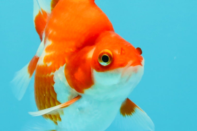 AAA Grade Red White Ryukin Male 4 inches #031326RK_30