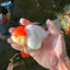 Red White Oranda Female 5 inches #110824OR_05