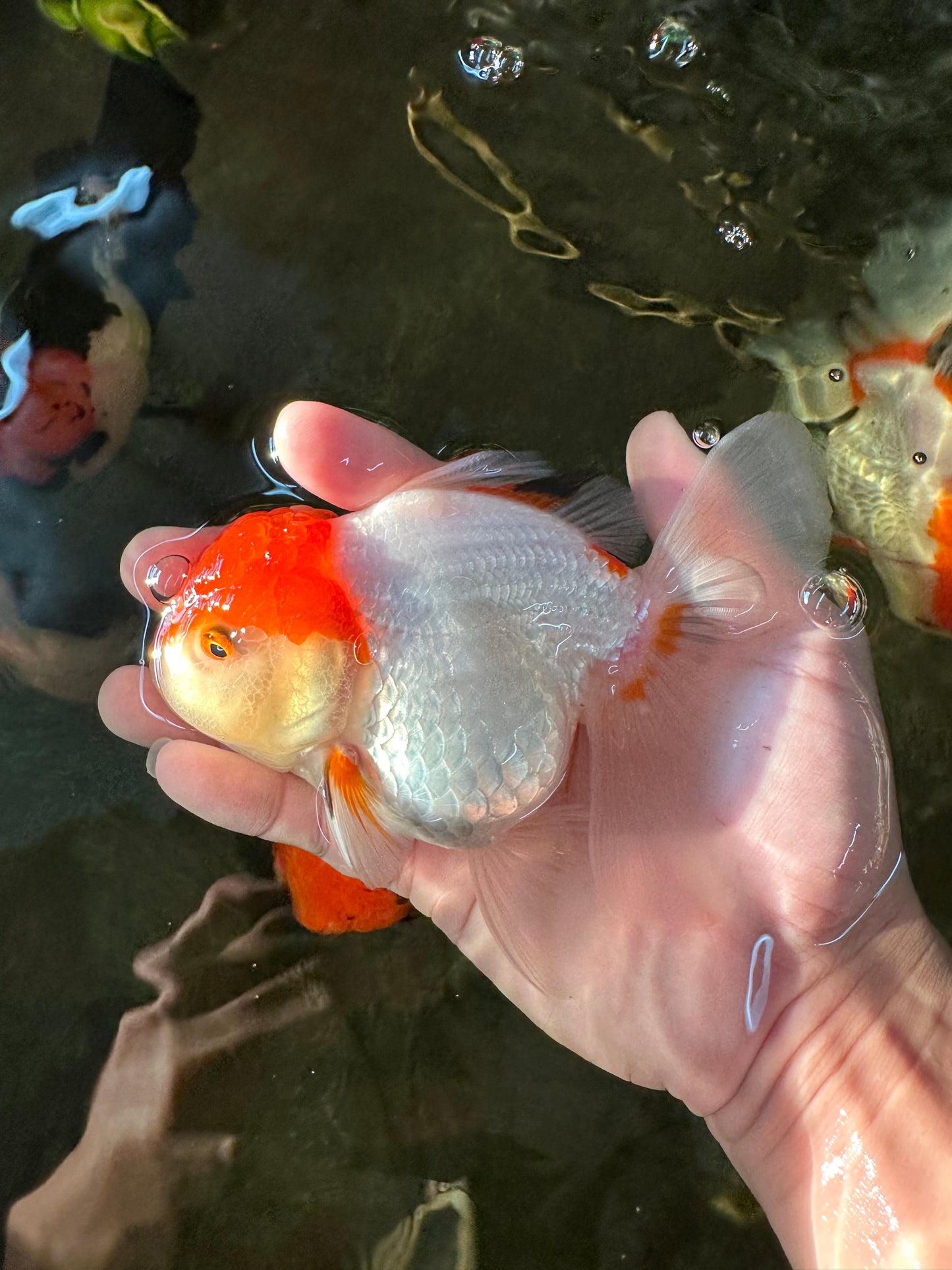 Red White Oranda Female 5 inches #110824OR_05