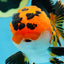 AAA Grade Tricolor Oranda Male 5-5.5 inches #051625OR_24