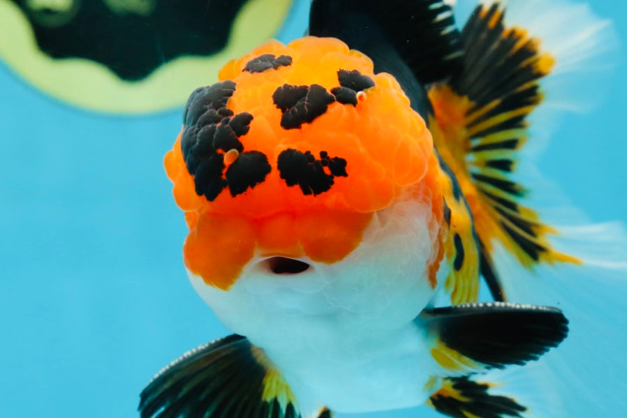 AAA Grade Tricolor Oranda Male 5-5.5 inches #051625OR_24