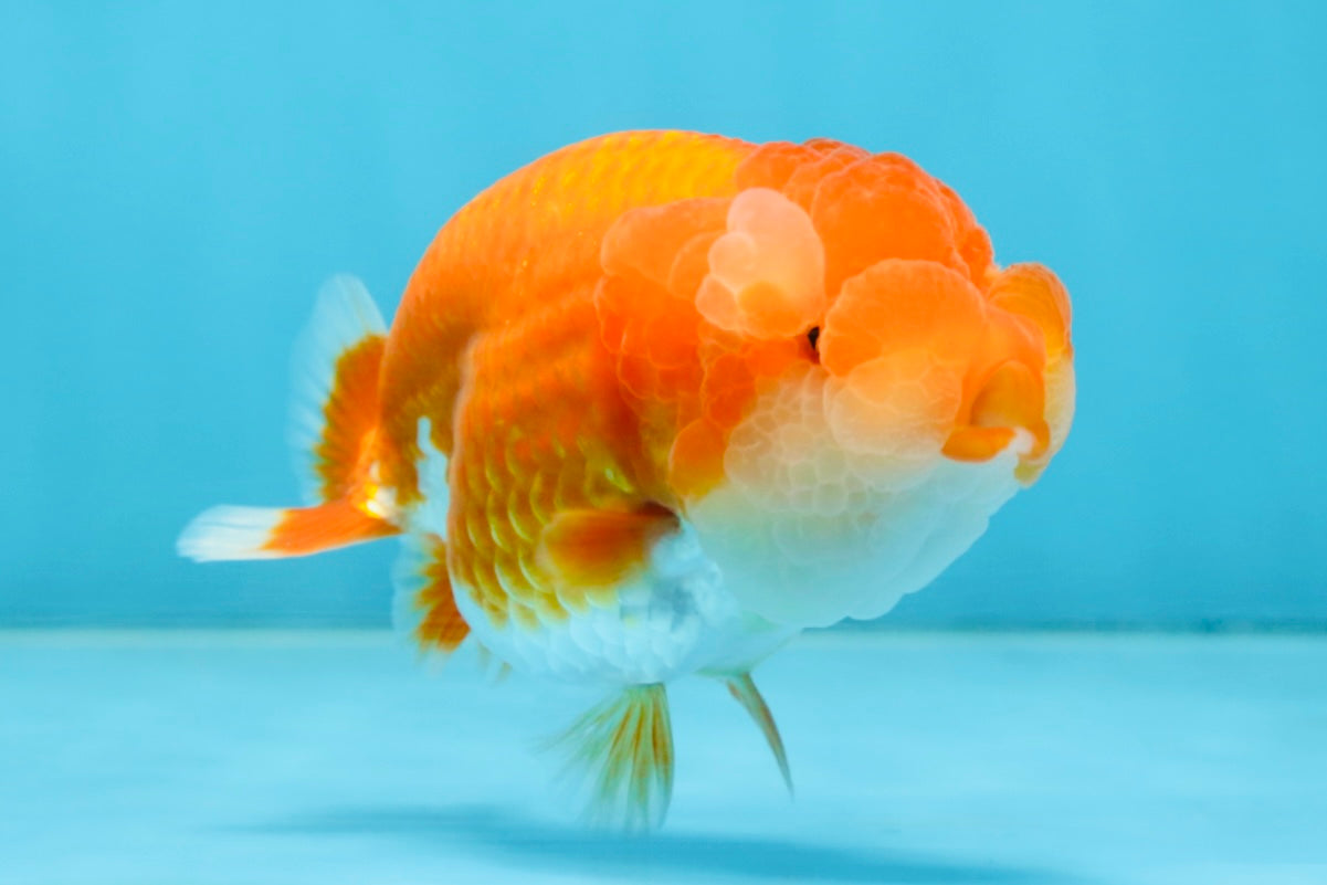 A Grade Young Red White LionQueen 4 inches #101025LC_10