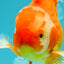 A Grade Red White Oranda Male 6 inches #071726OR_25