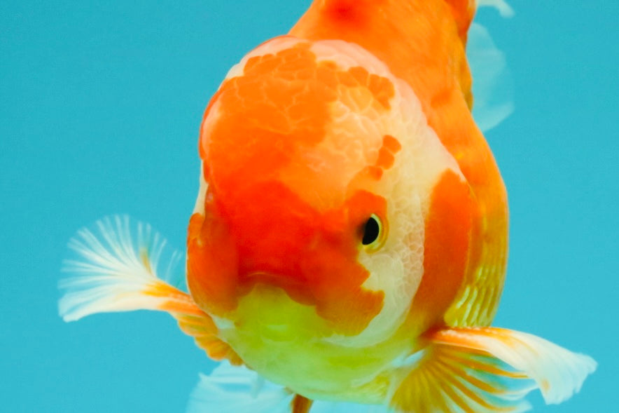 A Grade Red White Oranda Male 6 inches #071726OR_25