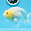 AAA Grade Lemonhead Strong Body Structure Ranchu Male 5.5 inches #0712RC_04