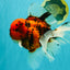 A Grade Tiger Oranda Male 7.5 inches #101626OR_19