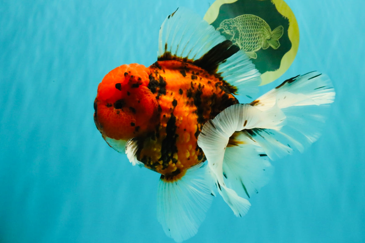 A Grade Tiger Oranda Male 7.5 inches #101626OR_19
