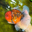 CHONKY AAA Grade Tiger Oranda Male 6.5 inches #022026OR_08