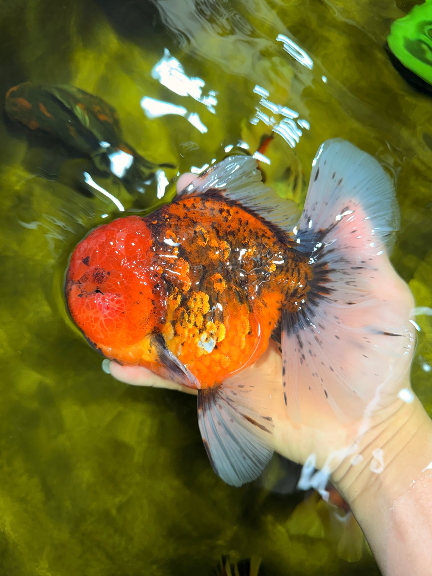 CHONKY AAA Grade Tiger Oranda Male 6.5 inches #022026OR_08