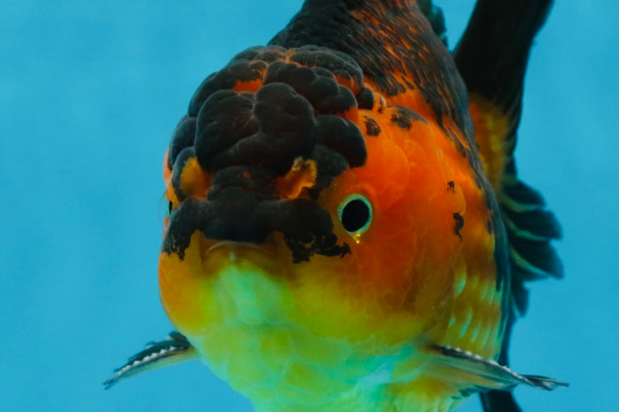 A Grade SUPER CUTE Apache Yuanbao Male 5 inches #091925YB_17