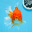 AAA Grade Cherry Sakura Oranda Female 5.5 inches #0712OR_03