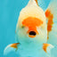 AAA Grade Red White Oranda Male 5.5-6 inches #072426OR_10