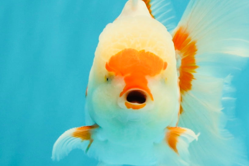AAA Grade Red White Oranda Male 5.5-6 inches #072426OR_10