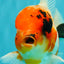 A Grade Diamond Scale Sakura Oranda Male 6.5 inches #072426OR_19