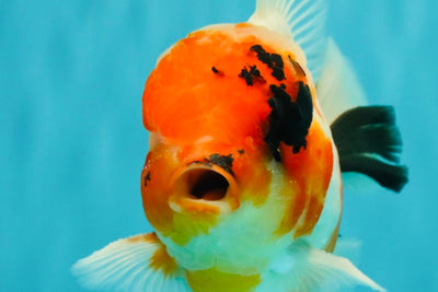 A Grade Diamond Scale Sakura Oranda Male 6.5 inches #072426OR_19