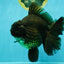 GODZILLA AAA Grade Black Oranda Male 6.5-7 inches #073126OR_01