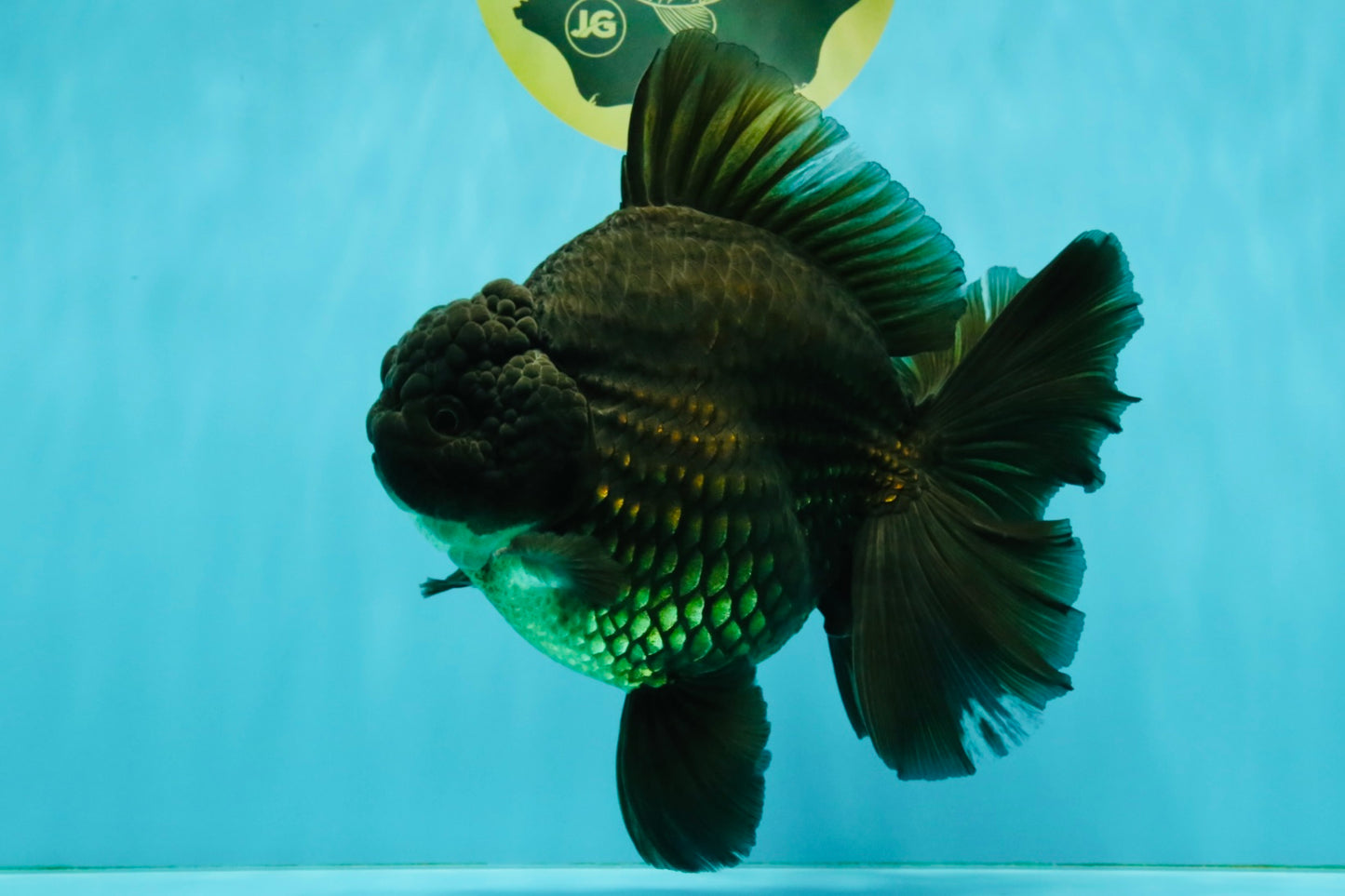 GODZILLA AAA Grade Black Oranda Male 6.5-7 inches #073126OR_01