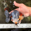 UNIQUE A Grade Calico Oranda Female 5.5 inches #073126OR_21