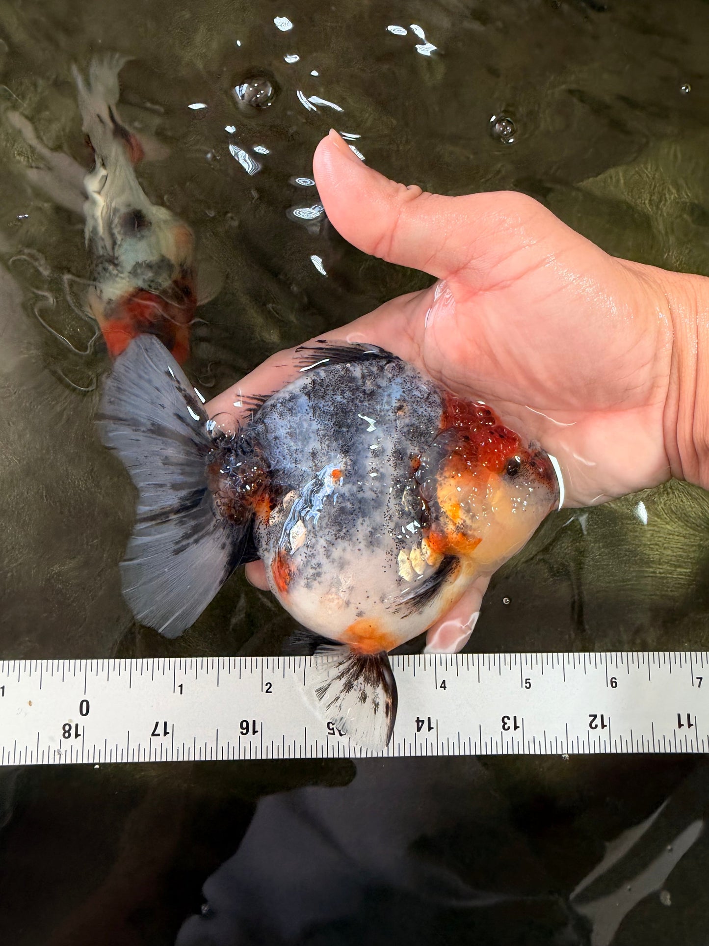 UNIQUE A Grade Calico Oranda Female 5.5 inches #073126OR_21