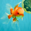 A  Grade Red White Oranda Male 5.5-6 inches #082126OR_07